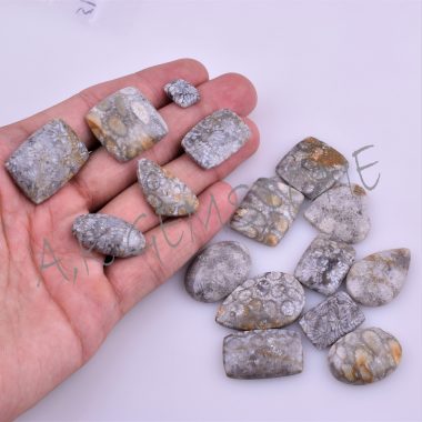 free size fossil coral cabochon