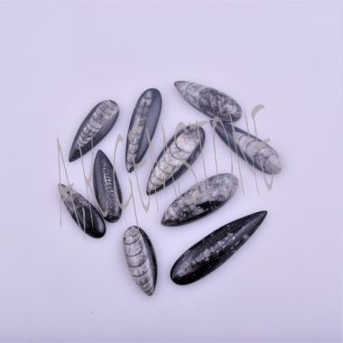 free size orthoseras fossil cabochon