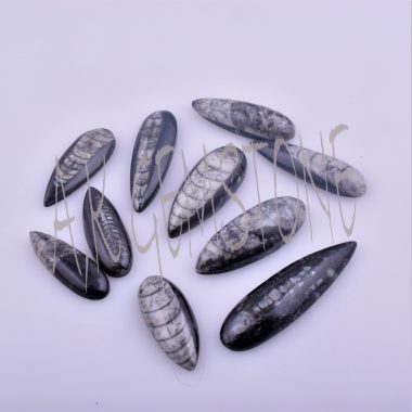 free size orthoseras fossil cabochon
